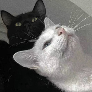 不知火和三个小男孩在森林公园猜数字答案
