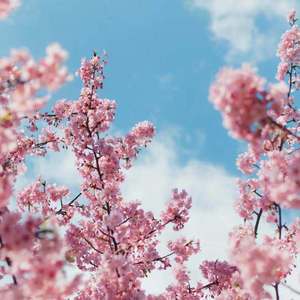 吞丸vero吃人肚子变大
